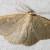 Pterospoda kunzei