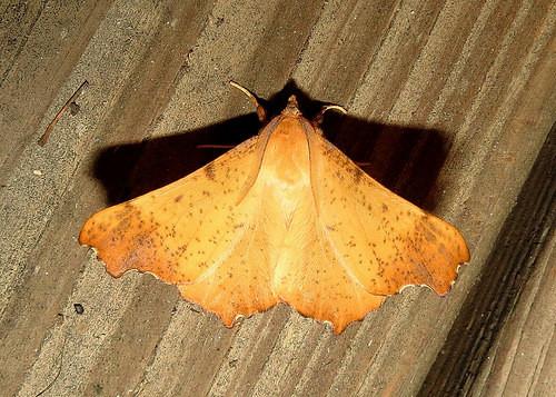 Ennomos magnaria