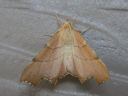 Ennomos quercaria