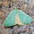 Chloraspilates bicoloraria