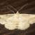 Syneora lithina