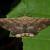 Ruttellerona pseudocessaria