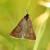 Lignyoptera fumidaria