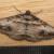 Syneora euboliaria