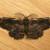 Pholodes sinistraria