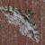 Pseuderannis lomozemia