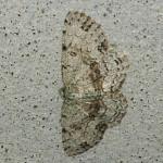 Ophthalmitis irrorataria