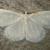 Protitame virginalis