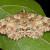 Paradarisa comparataria