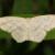 Eudrepanulatrix rectifascia