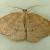 Drepanulatrix monicaria