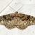 Parectropis similaria