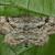 Peribatodes rhomboidaria