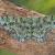 Ophthalmitis viridior
