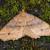 Xerodes albonotaria