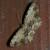 Microcalicha sordida