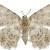 Myrioblephara flexilinea