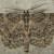Protoboarmia porcelaria