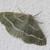 Hylaea fasciaria