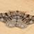 Peribatodes secundaria