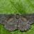 Nychiodes andalusiaria