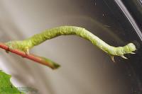 Ennomos subsignaria