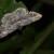 Psilalcis breta