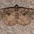 Peribatodes ilicaria