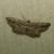 Pterotaea lamiaria