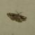 Pterotaea albescens
