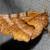 Selenia alciphearia