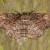 Neoalcis californiaria