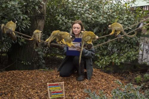 London Zoo Annual Stocktake, London, Britian - 05 Jan 2015