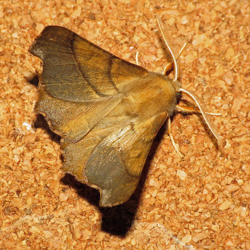 Ennomos fuscantaria