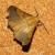 Ennomos fuscantaria