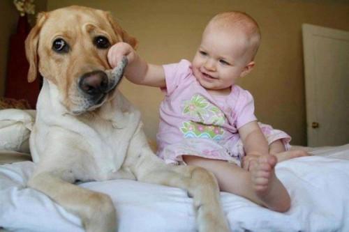Dog-hou-2