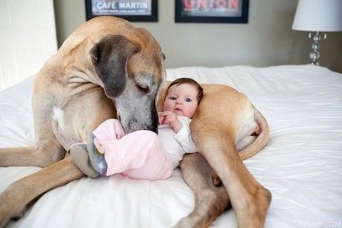 Dog-hou-3