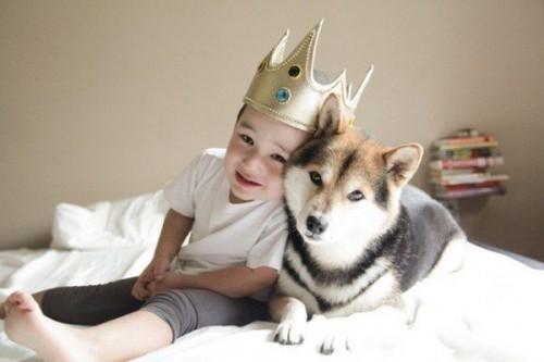 Dog-hou-4