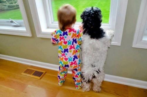 Dog-hou-5