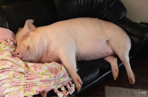Esther-pig-1