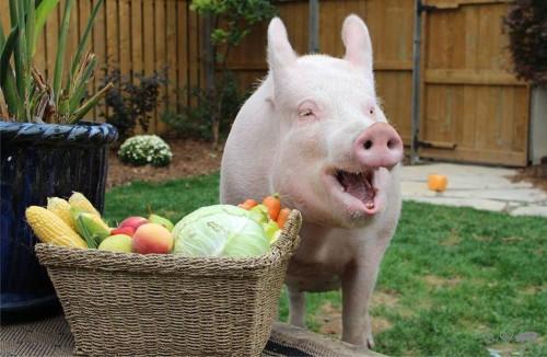 Esther-pig-10