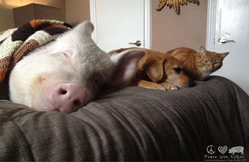 Esther-pig-12