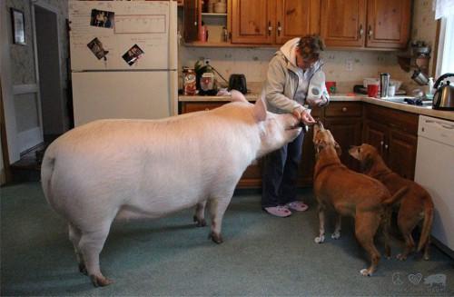 Esther-pig-13