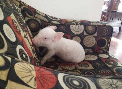 Esther-pig-14