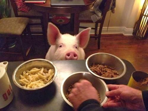 Esther-pig-15