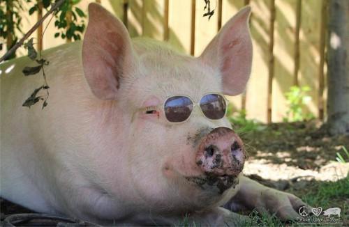 Esther-pig-17