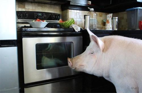 Esther-pig-18
