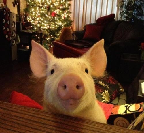 Esther-pig-4