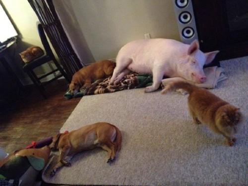 Esther-pig-5