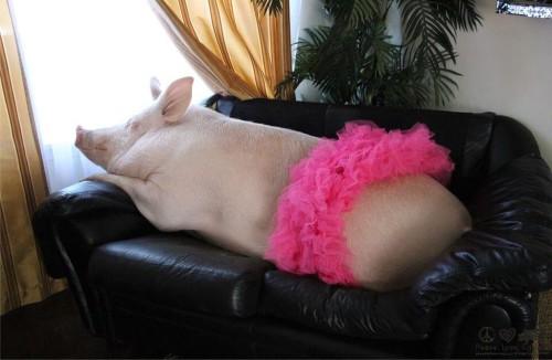 Esther-pig-7